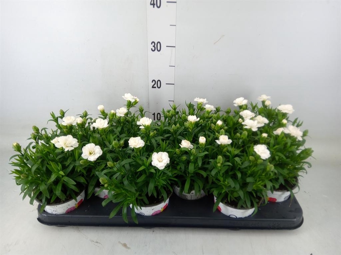 <h4>Dianthus  'Oscar White'</h4>
