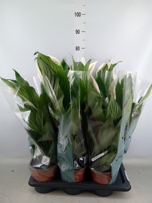 <h4>Spathiphyllum  'Bingo Cupido'</h4>