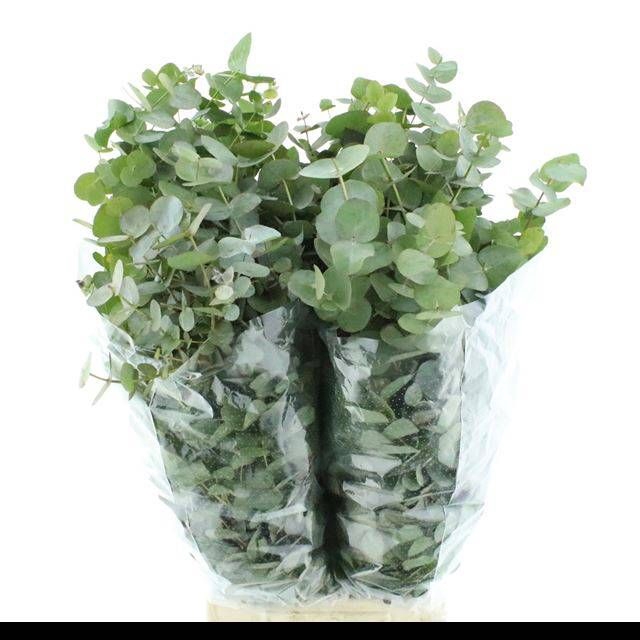 <h4>EUC CINEREA PER BOS</h4>