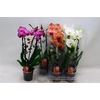 Phal El Cascade