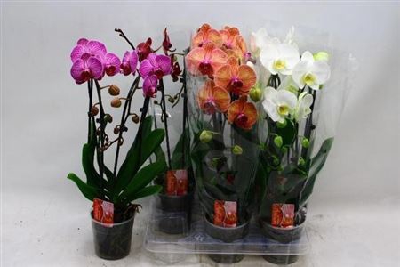 Phal El Cascade