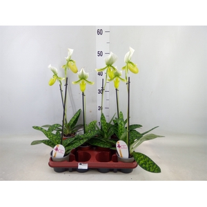 Paphiopedilum maudiae