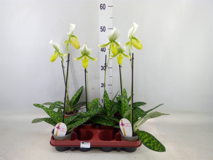 Paphiopedilum maudiae