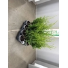 CHAM OV GROEN