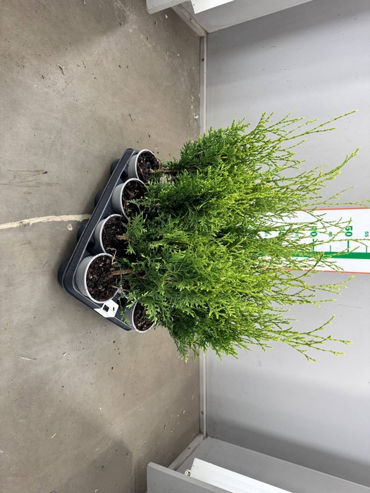 CHAM OV GROEN