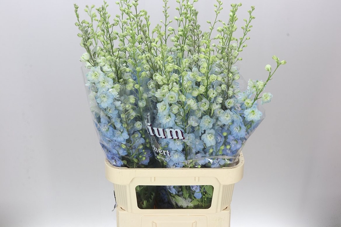 <h4>Delph El Blue Pale</h4>