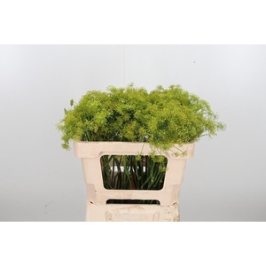 Anethum Graveolens