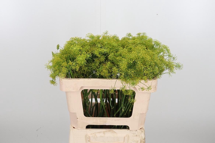 <h4>Anethum Graveolens</h4>