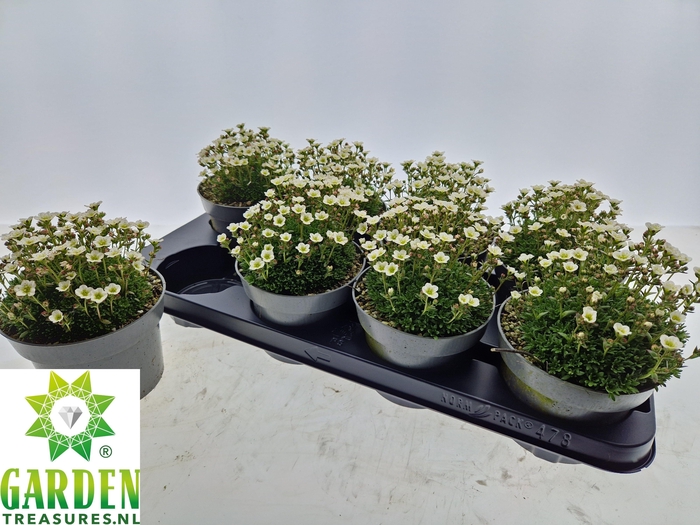 <h4>SAXIF ARENDSII</h4>