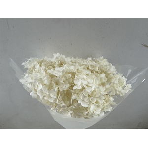 Pres Hydrangea Bleached 25-30cm Bunch
