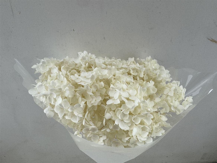 <h4>Pres Hydrangea Bleached 25-30cm Bunch</h4>