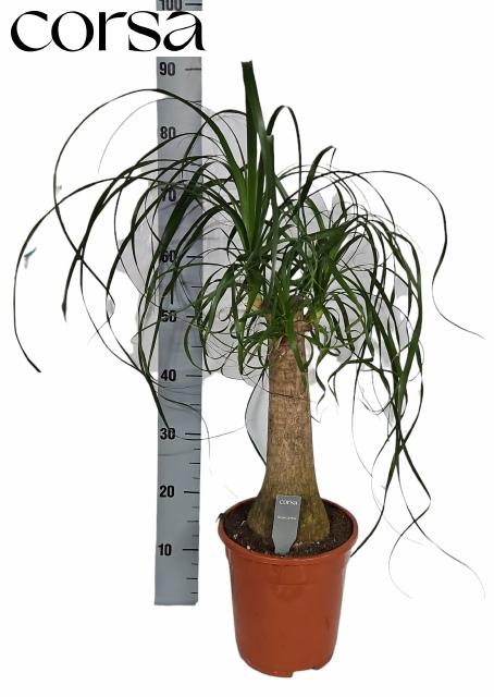 <h4>BEAUCARNEA RECUR</h4>