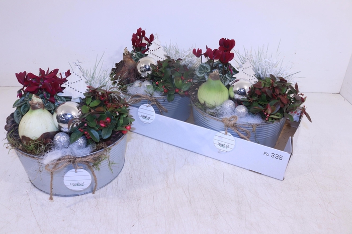 <h4>ARR HIPPEASTRUM</h4>