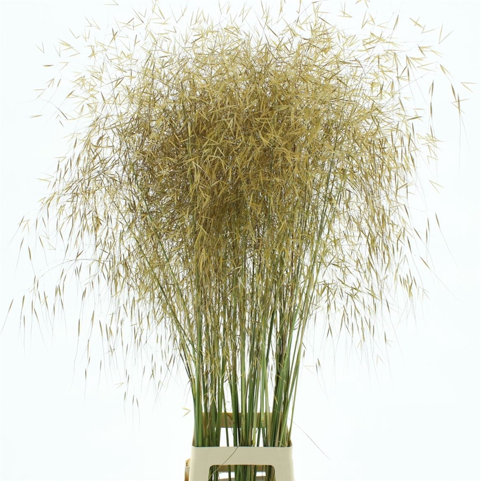 <h4>Stipa Gold ( Droog )</h4>
