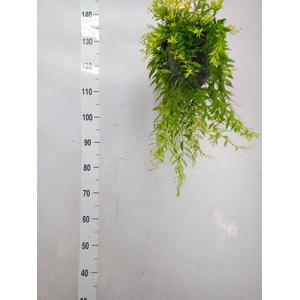 Aeschynanthus  'Japhrolepis'