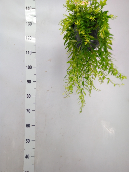 <h4>Aeschynanthus  'Japhrolepis'</h4>