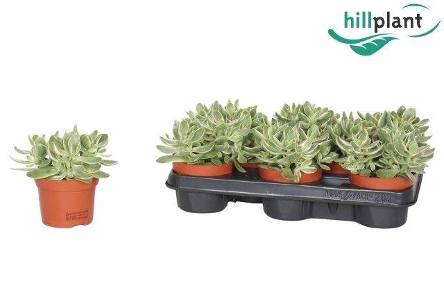 <h4>Crassula swaziensis variegata</h4>