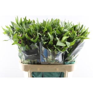 Alstr Morado (paars)