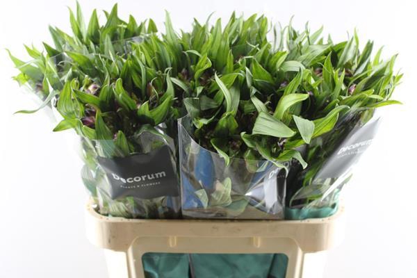 <h4>Alstr Morado (paars)</h4>