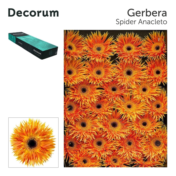 <h4>GE GS ANACLETO</h4>