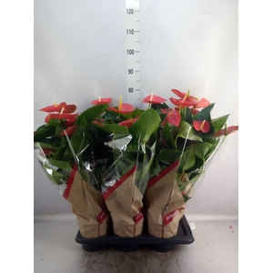 Anthurium andr. 'Red Winner'