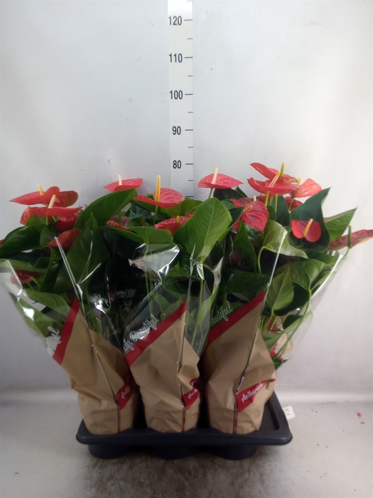 <h4>Anthurium andr. 'Red Winner'</h4>