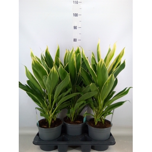 Cordyline fruti. 'Conga'