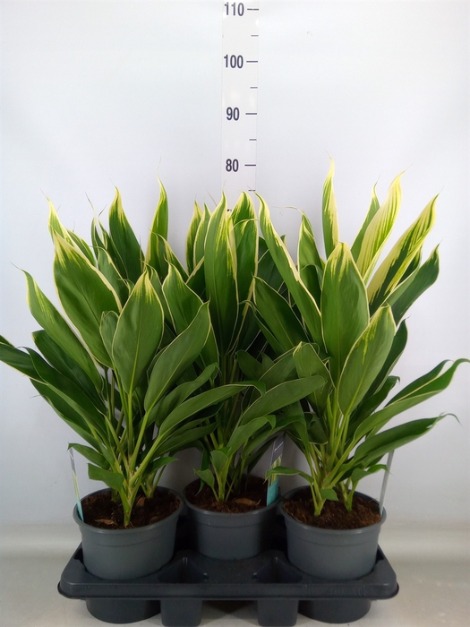 <h4>Cordyline fruti. 'Conga'</h4>