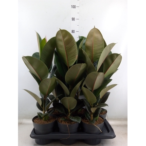 Ficus elastica 'Robusta'