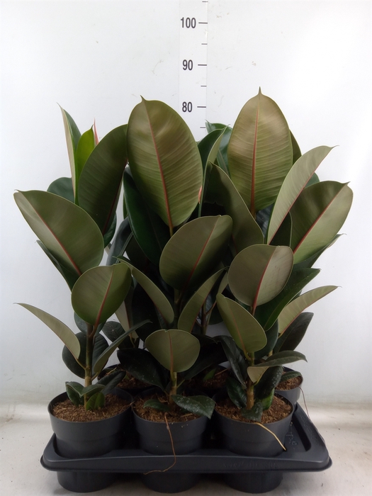 <h4>Ficus elastica 'Robusta'</h4>