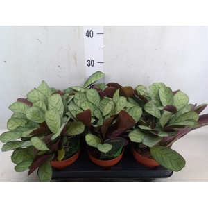 Ctenanthe burle-marxii 'Amagris'