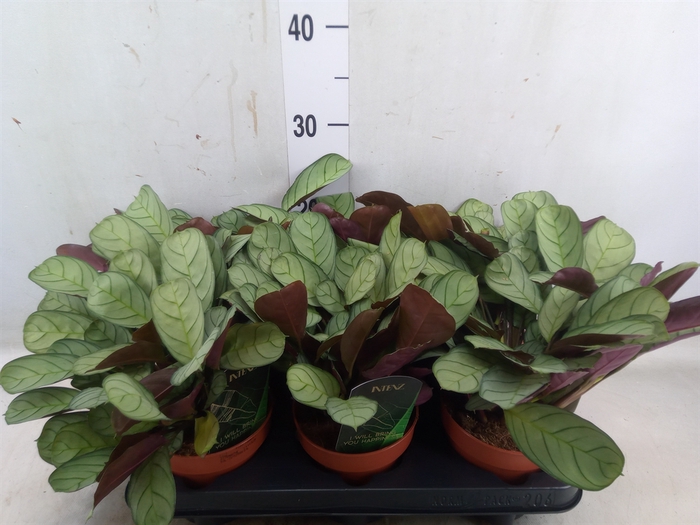 <h4>Ctenanthe burle-marxii 'Amagris'</h4>