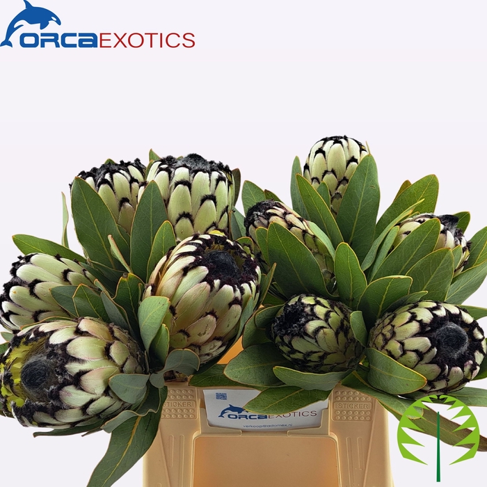 PROTEA M SNO LEOPARD