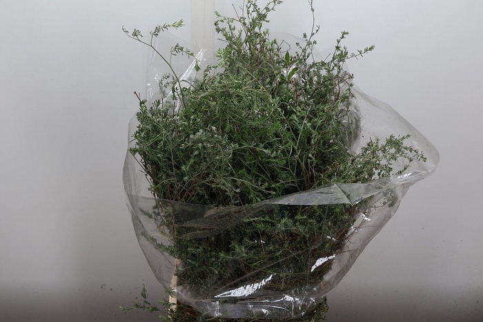 <h4>Thym Falso 250gr</h4>