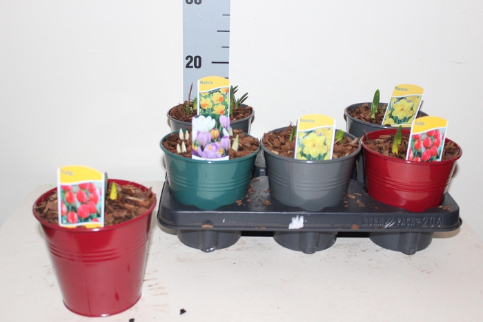 <h4>ARR BOL KNOLGEWAS</h4>