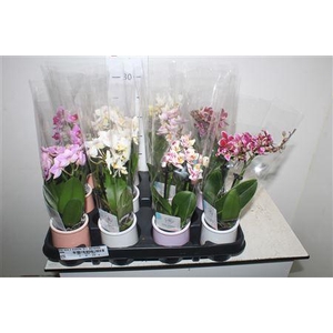 Phal Mini 2 Branche 12+ Decopotje