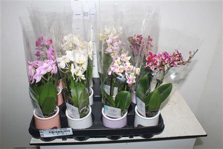 <h4>Phal Mini 2 Branche 12+ Decopotje</h4>