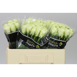 Rosa Gr Athena