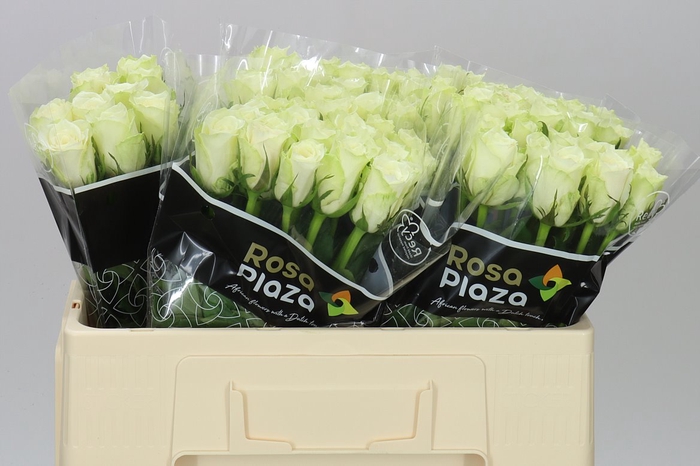 <h4>Rosa Gr Athena</h4>
