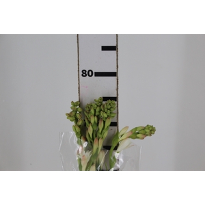 ANGELICA 080 CM