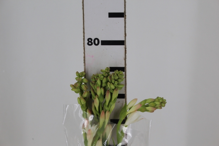 <h4>ANGELICA 080 CM</h4>
