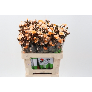 Di Solomio Orange Tinted