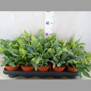 Phlebodium aureum 'Blue Star'