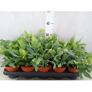 Phlebodium aureum 'Blue Star'