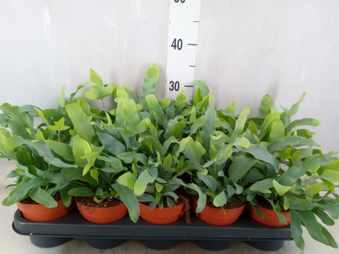 <h4>Phlebodium aureum 'Blue Star'</h4>