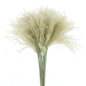 Dried Stipa Feather Natural