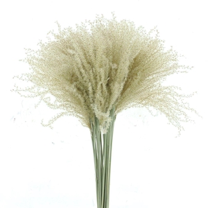 Dried Stipa Feather Natural