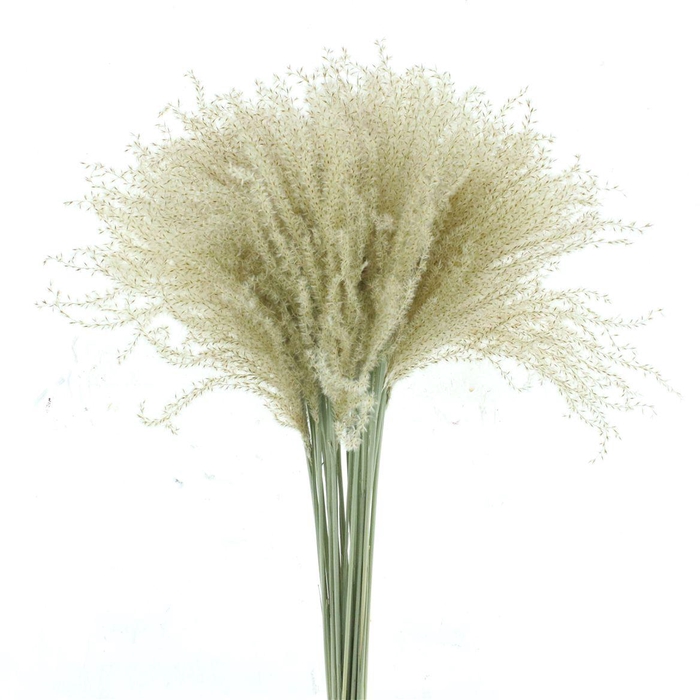 Dried Stipa Feather Natural