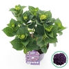 Hydrangea macrophylla overig