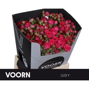 Rosa tros Judy